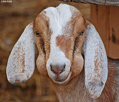 Het is vandaag Wereldbollewangendag