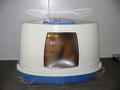 Het is vandaag Wereldkattenbakdag